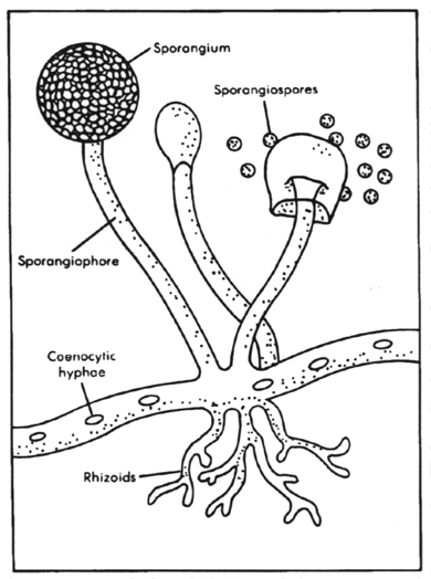 Rhizopus