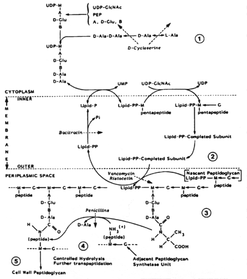 Biosynthesis of peptidoglycan