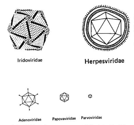 Icosahedral