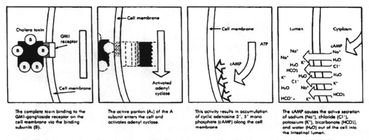 Cholera toxin