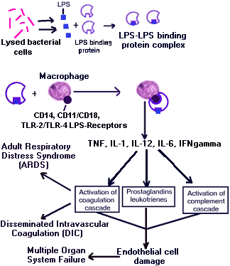 Steroids side effects on body