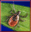 Transmits Lyme Disease