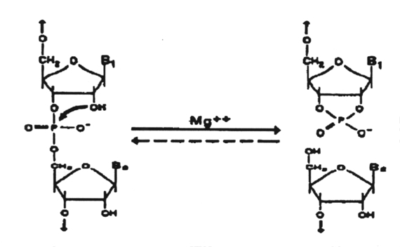 Catalytic RNAs
