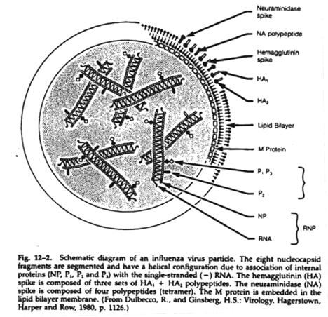 Diagram of influenza virus particle