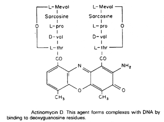 Structure of Actinomycin D