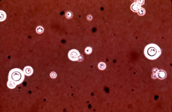 India Ink Stain