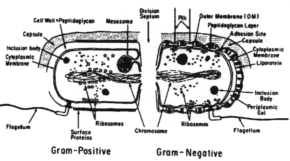 Gram-Positive & Gram-Negative Bacteria