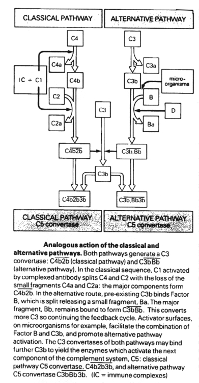 Classical and alternative pathways