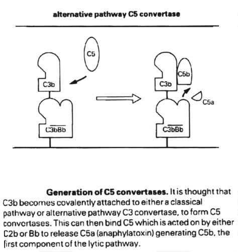 Alternative pathway C5