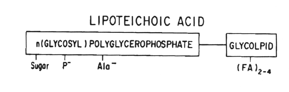 Lipoteichois acid