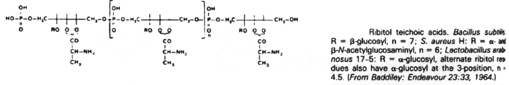 Ribitol teichoic acids