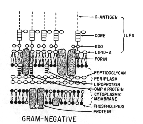 Composite of Gram-negative