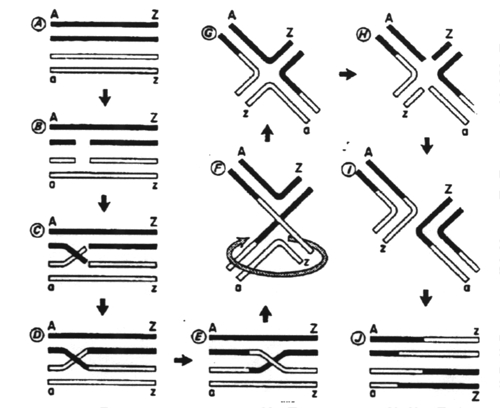 Recombinant DNA