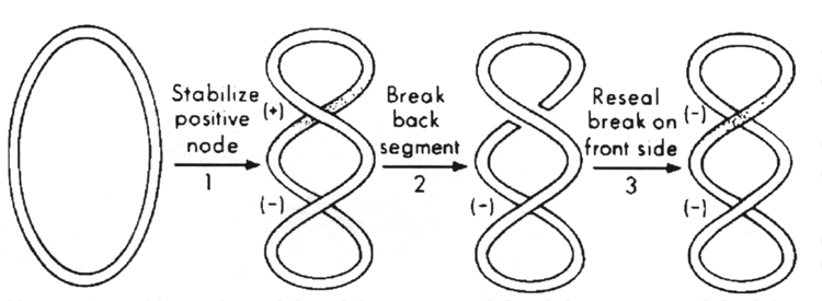 Sign-inversion mechanism for DNA gyrase