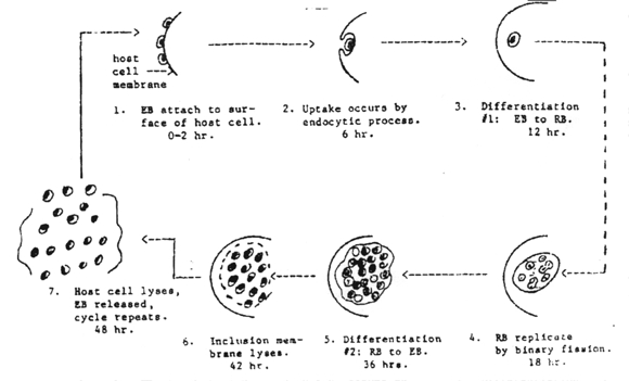 Chlamydial Development Cycle