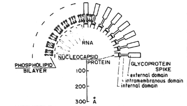 Schematic model of an alphavirus particle