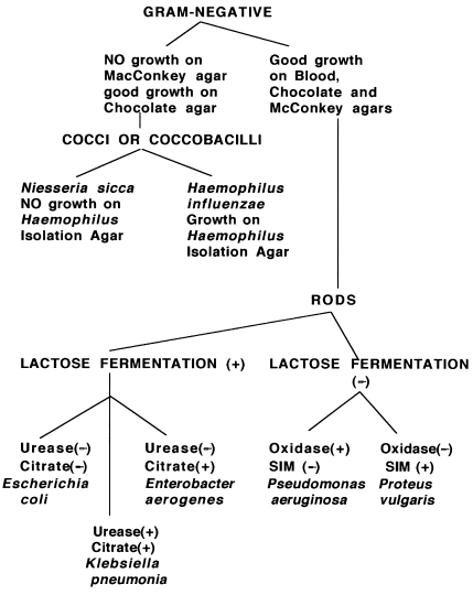 Gram Negative Flow Chart