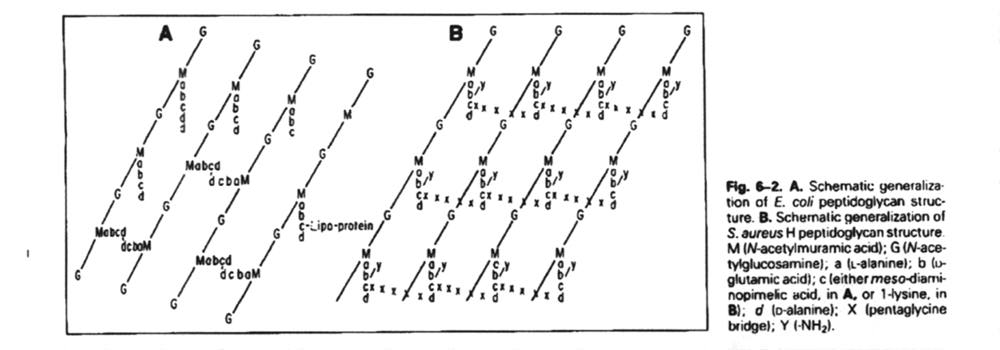 peptidoglycan structure in gram positive bacteria