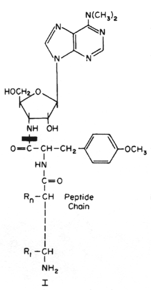 Puromycin