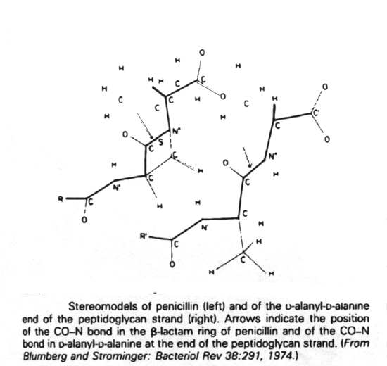Stereomodels of penicillin