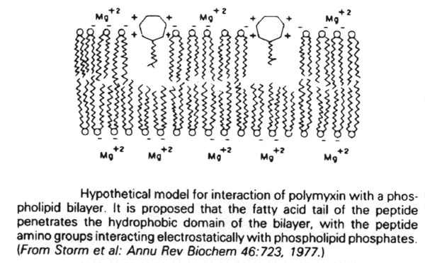 Hypothetical model of polymyxin