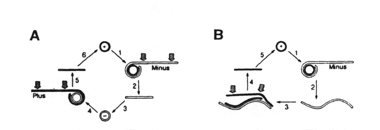 Circular pathogenic RNAs