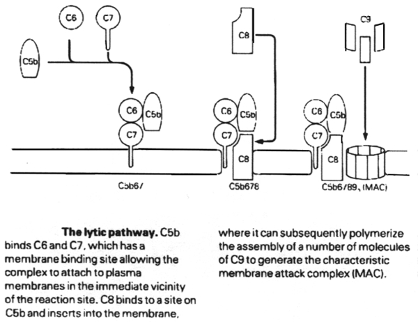 The lytic pathway