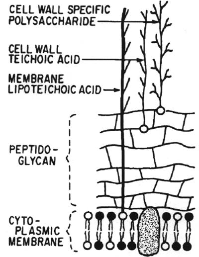 Composite of Gram-positive bacteria