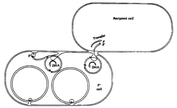 Plasmids