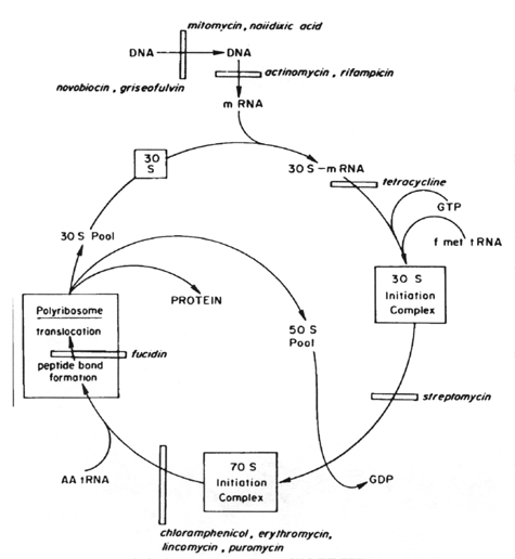 Antibiotics: Protein synthesis inhibitors