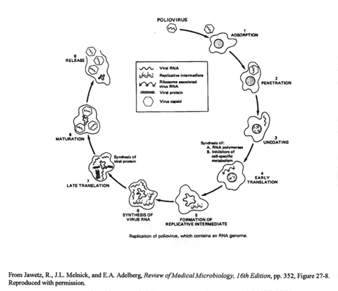 Replication of poliovirus