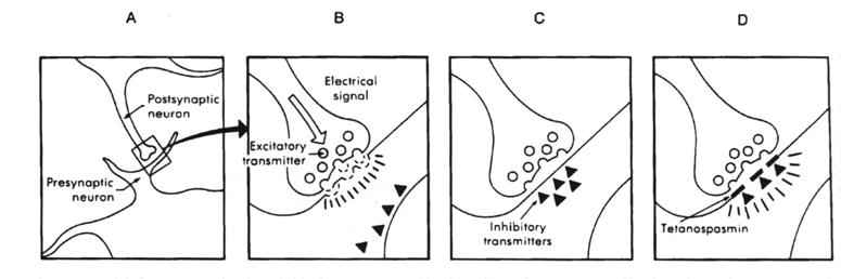 Mechanism of tetanospasmin activity