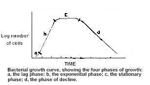 Bacterial growth curve