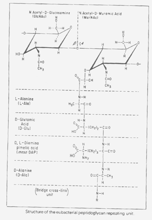 Structure of the eubacterial peptidoglycan