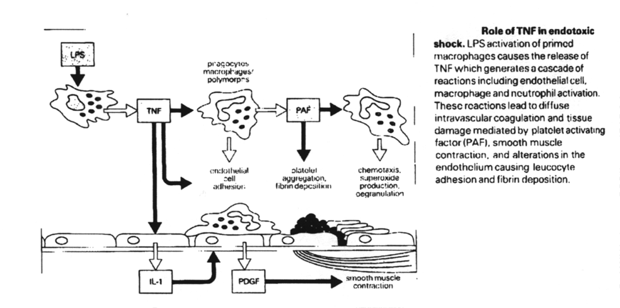 Effects of tumor necrosis factor