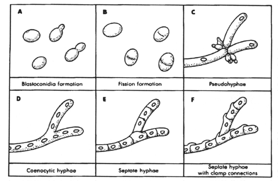 Fungal cell morphology