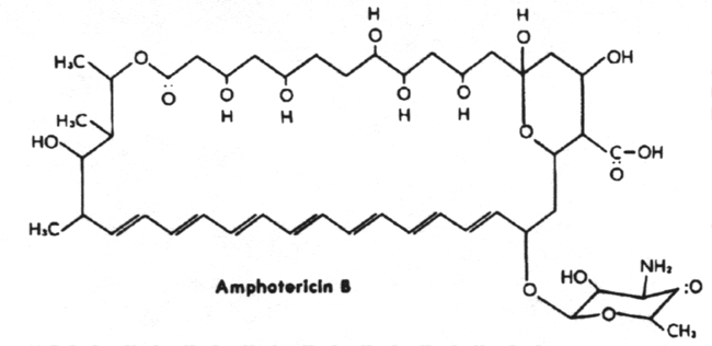 Amphotericin B