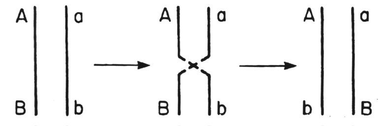 Recombination