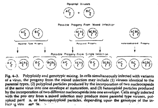 Genetic mixing