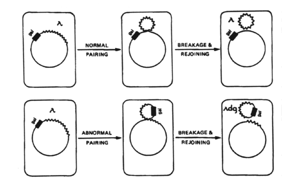 Transduction