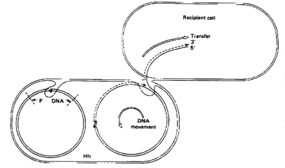 Self-transfer in Gram-positive bacteria