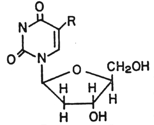 Structure of Iododeoxyuridine