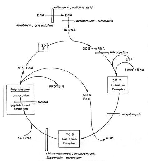 Antibiotics: Protein synthesis inhibitors