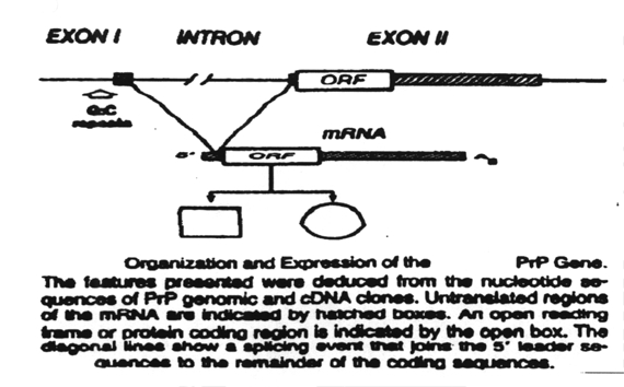 Replication