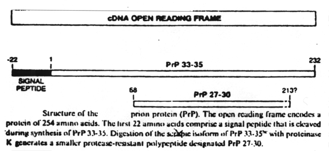 Structure of the prion protein