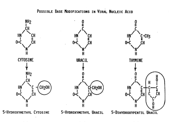 Modifications in viral nucleic acid