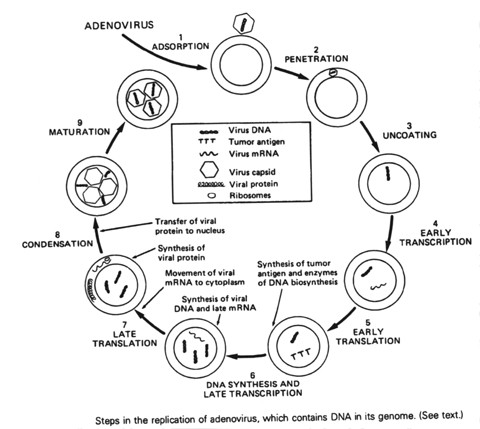 Replication of nucleic acid