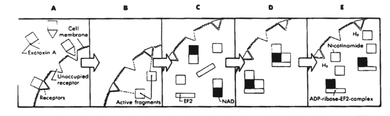 Mode of action of exotoxin A