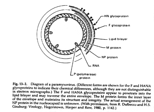 Diagram of paramyxovirus