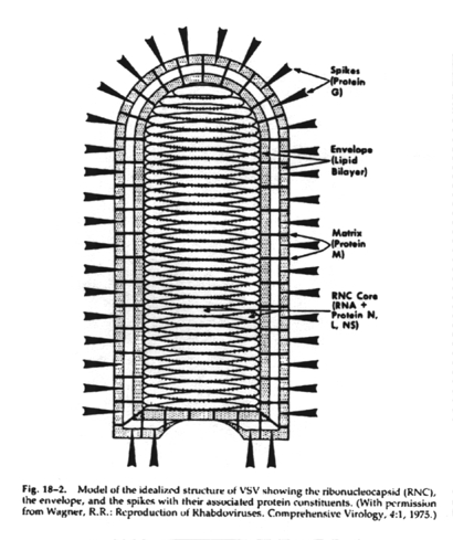 Structure of VSV